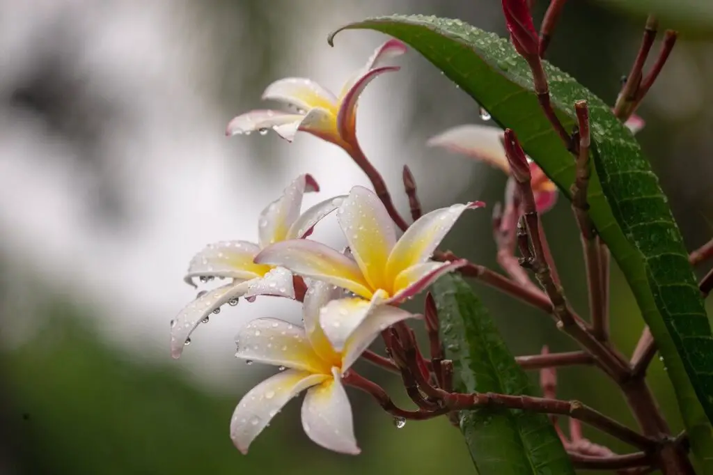 manfaat frangipani