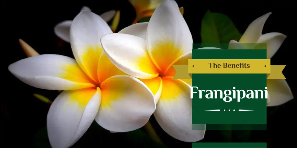 manfaat bunga kamboja