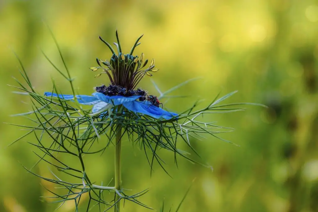 manfaat jintan hitam